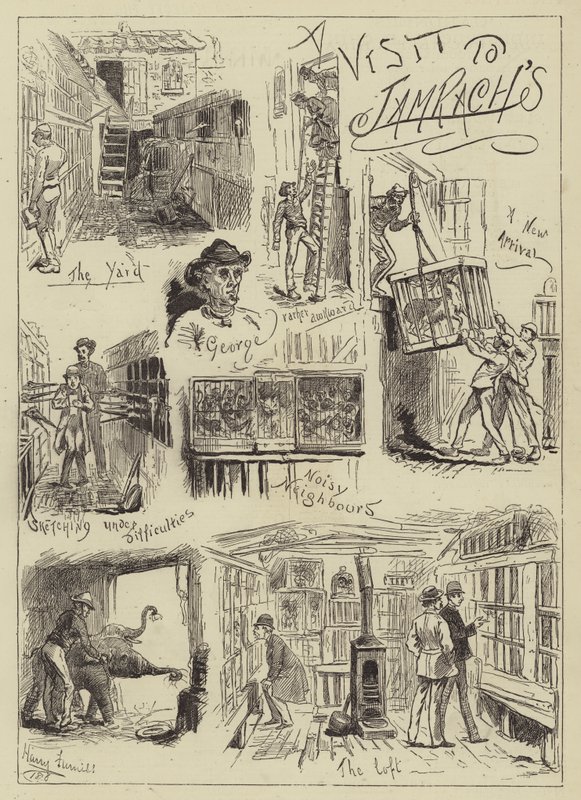 Uma visita ao Jamrach&39;s de Harry Furniss