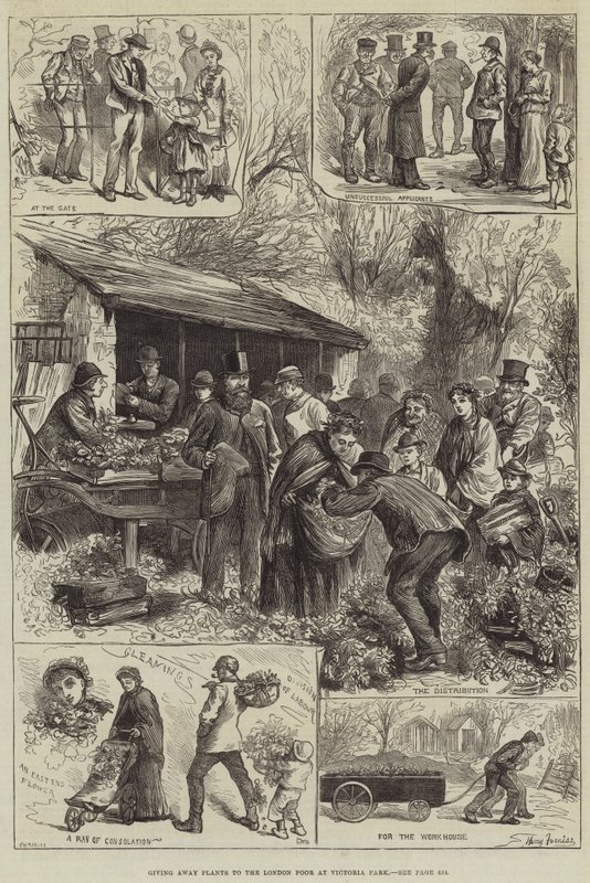 Doação de plantas para os pobres de Londres no Victoria Park de Harry Furniss