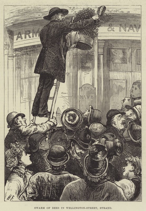 Enxame de abelhas em Wellington Street, Strand de Harry Furniss