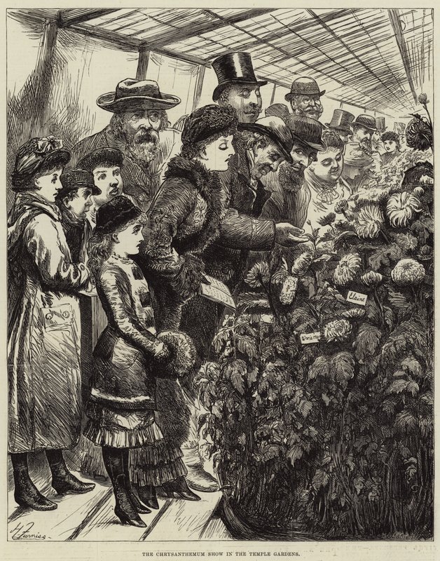 O Show de crisântemos nos jardins do templo de Harry Furniss