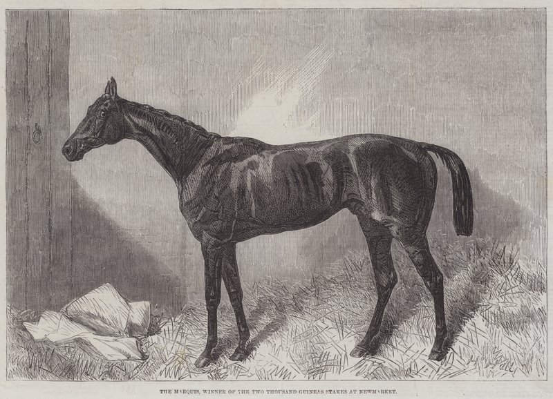O Marquês, Vencedor das Estacas das Duas Mil Guinés em Newmarket de Harry Hall