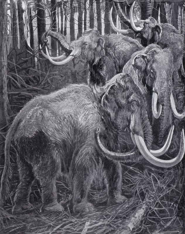 Mamutes (litho) de Harry Hamilton (after) Johnston