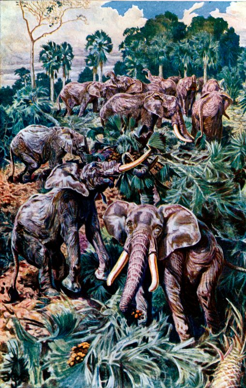 Elefantes destruindo um Palm Grove de Harry Hamilton Johnston