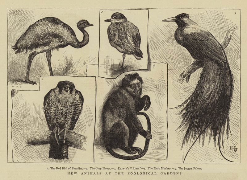 Novos animais em jardins zoológicos de Harry Hamilton Johnston