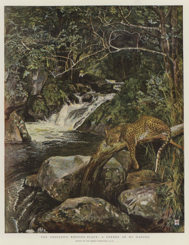 O lugar de descanso do leopardo, um canto do meu jardim (chromolitho) de Harry Hamilton Johnston