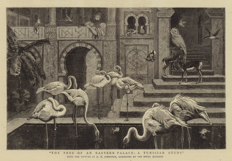 Os animais de estimação de um palácio oriental, um estudo da Tunísia de Harry Hamilton Johnston