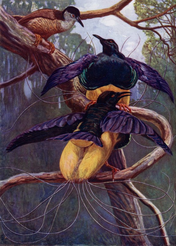 O pássaro roxo e dourado do paraíso de Harry Hamilton Johnston