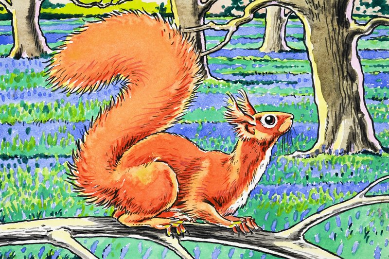 Esquilo vermelho de Harry M. Pettit