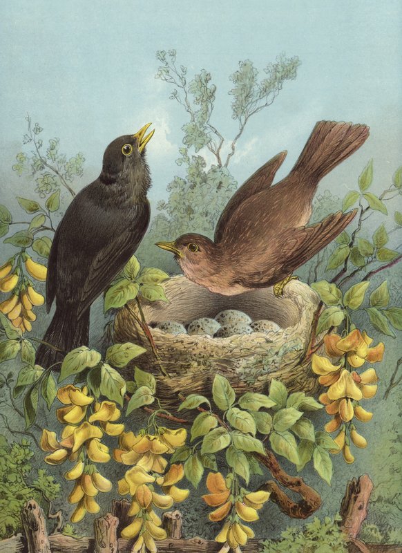 Melro-preto (cromolito) de Hector Giacomelli