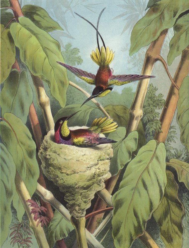 Beija-flor (chromolitho) de Hector Giacomelli