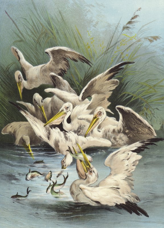 Alimentação de pelicanos (cromolitho) de Hector Giacomelli