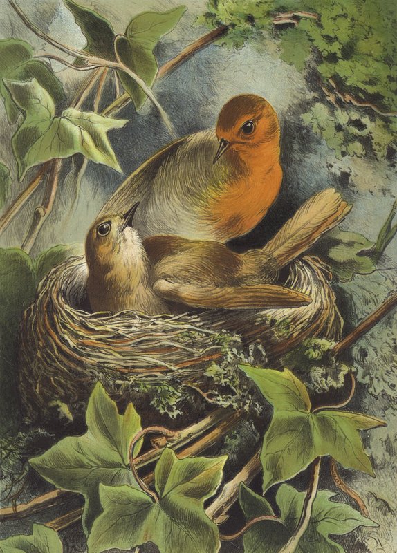 Robin e seu ninho (chromolitho) de Hector Giacomelli