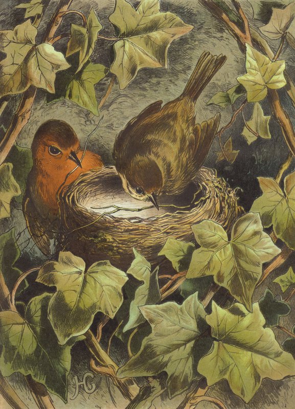 Robin, construindo o ninho (chromolitho) de Hector Giacomelli