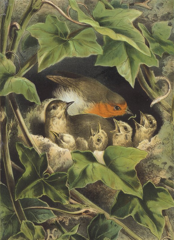 Robin, alimentando os jovens (cromolitho) de Hector Giacomelli