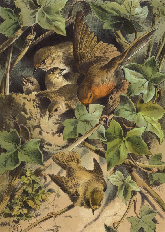 Robin, deixando o ninho (chromolitho) de Hector Giacomelli