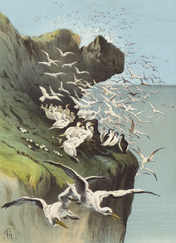 Gansos Solan (cromolitho) de Hector Giacomelli
