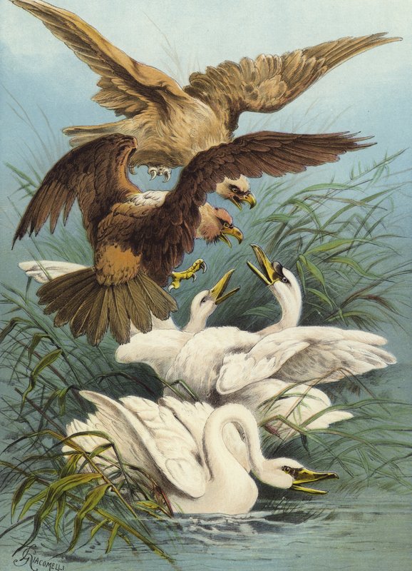 Cisnes e Águias (cromolitho) de Hector Giacomelli