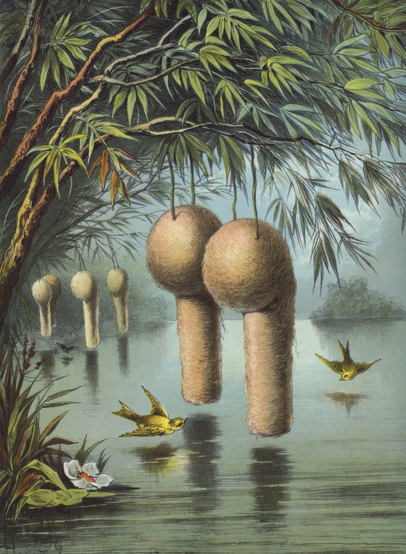 O pardal de Baya (chromolitho) de Hector Giacomelli