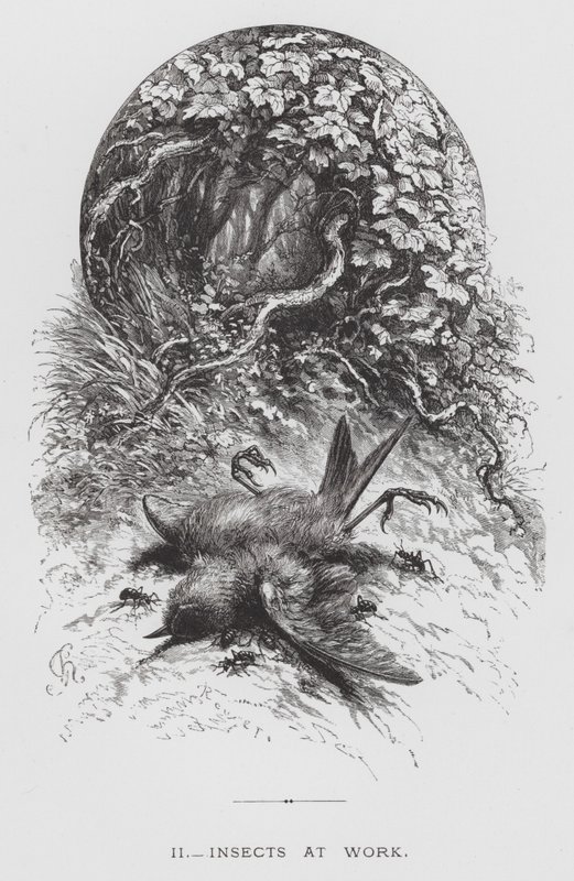 O Insecto: Insectos em Trabalho (gravura) de Hector Giacomelli