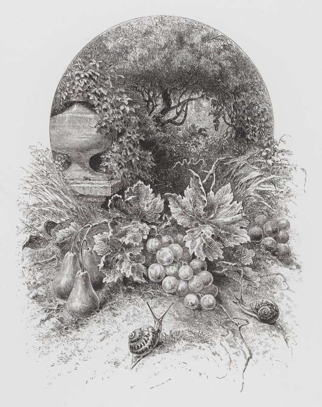 O Insecto: Caracóis (gravura) de Hector Giacomelli