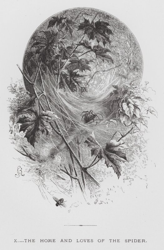 O Inseto: A Casa e os Amores da Aranha (gravura) de Hector Giacomelli