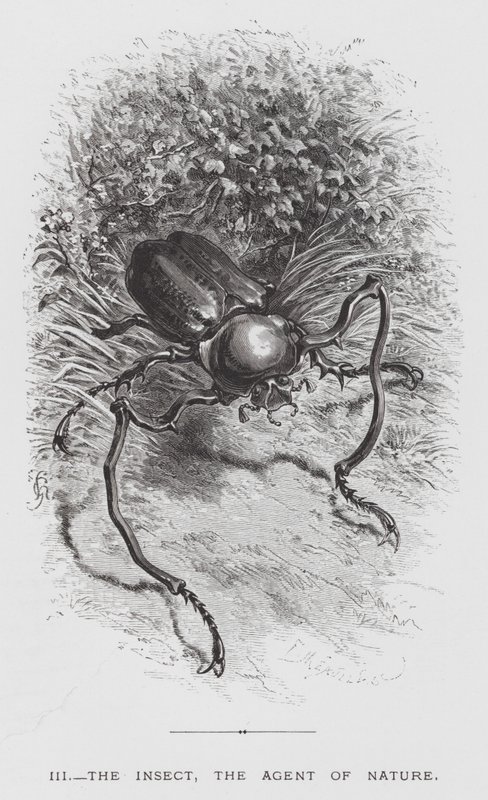 O Inseto: O Inseto, o Agente da Natureza (gravação) de Hector Giacomelli