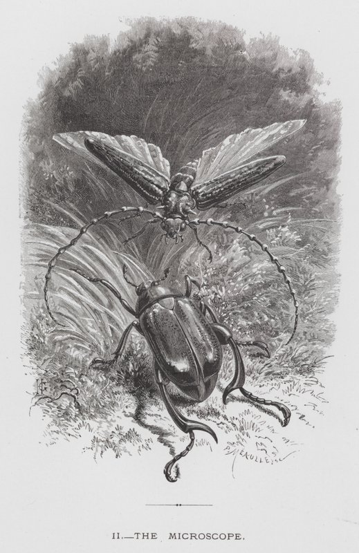 O Inseto: O Microscópio (gravura) de Hector Giacomelli
