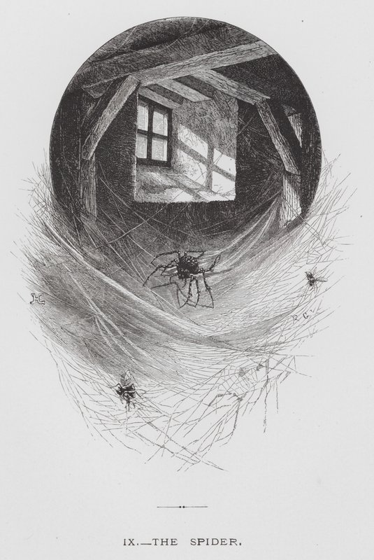 O Inseto: A Aranha (gravura) de Hector Giacomelli