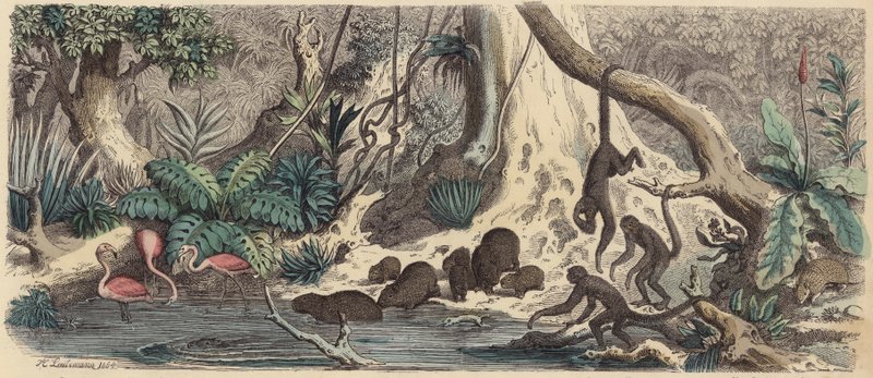 Margem do rio na Guiana (gravura colorida) de Heinrich Leutemann
