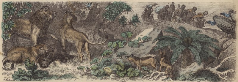 África do Sul (gravura colorida) de Heinrich Leutemann