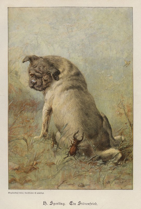Um causador de problemas (gravação colorida) de Heinrich Sperling