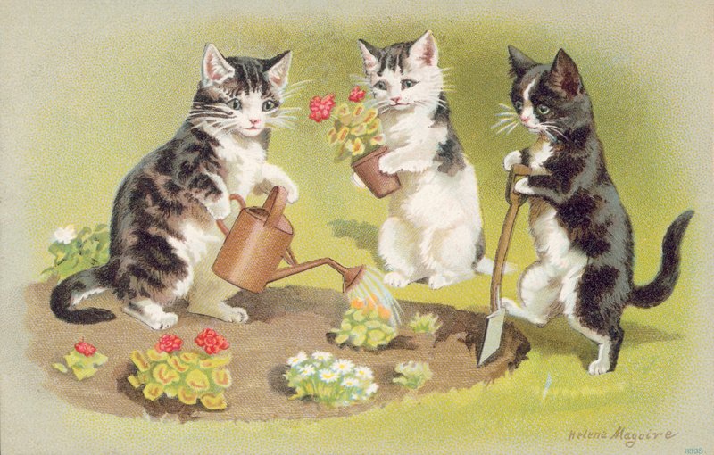 Postal de gato (litografia a cores) de Helena J. Maguire