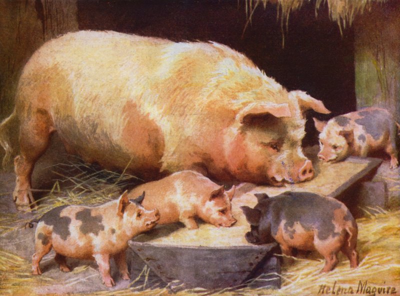 Semeadura e leitões (cor litho) de Helena J. Maguire