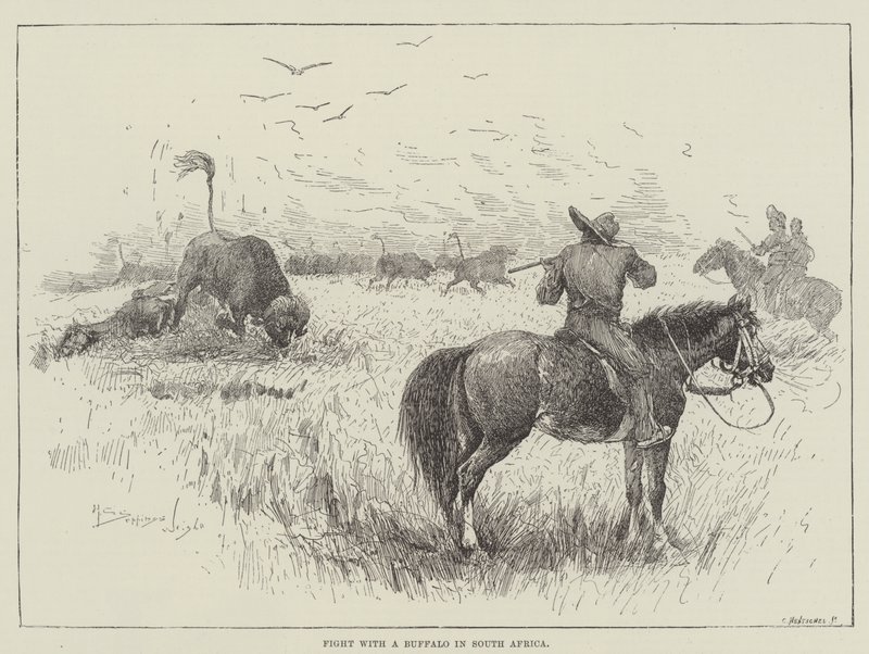 Lute com um búfalo na África do Sul de Henry Charles Seppings Wright