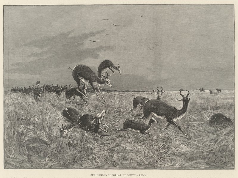 Springbok-tiro na África do Sul de Henry Charles Seppings Wright