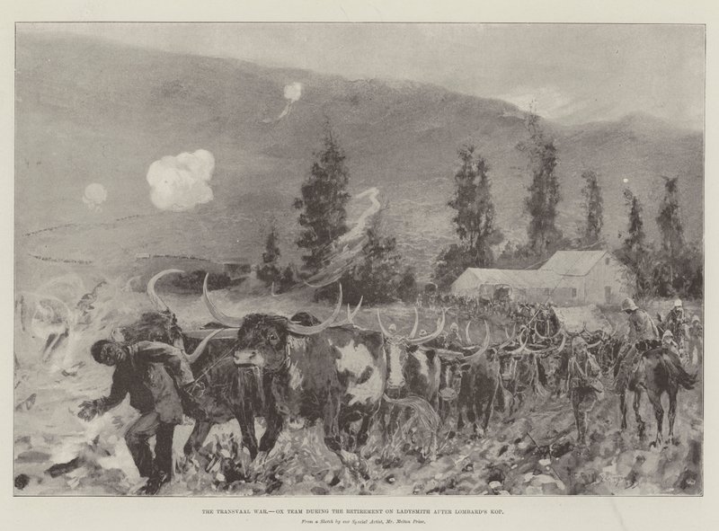 A guerra de Transvaal, equipe de boi durante a aposentadoria em Ladysmith após o Kop de Lombard de Henry Charles Seppings Wright