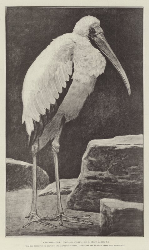 Um Juiz Aprendizado (Tantalus Stork), da Exposição de Desenhos e Pinturas de Pássaros, nas Salas das Belas Artes, New Bond-Street de Henry Stacey Marks