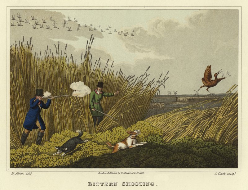 Tiro de bittern (chromolitho) de Henry Thomas Alken