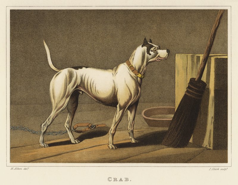 Caranguejo (cromolito) de Henry Thomas Alken