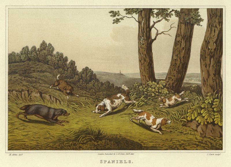 Spaniels (cromolitho) de Henry Thomas Alken