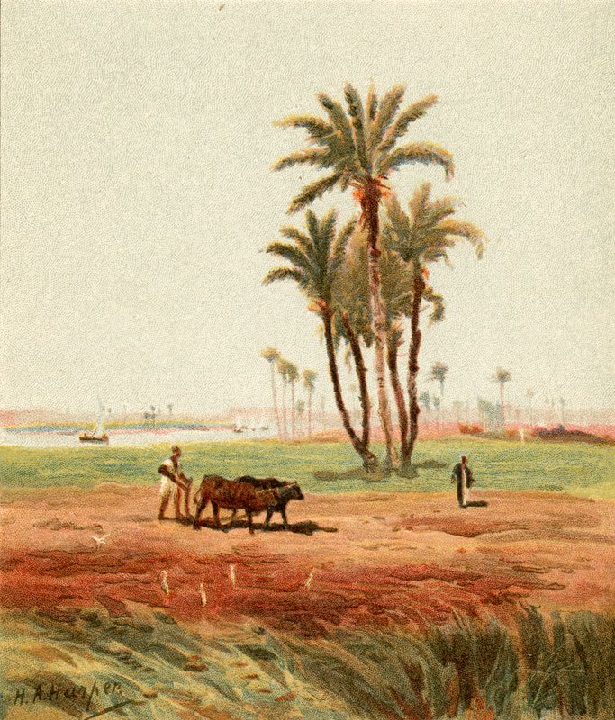 No campo de Henry Andrew Harper