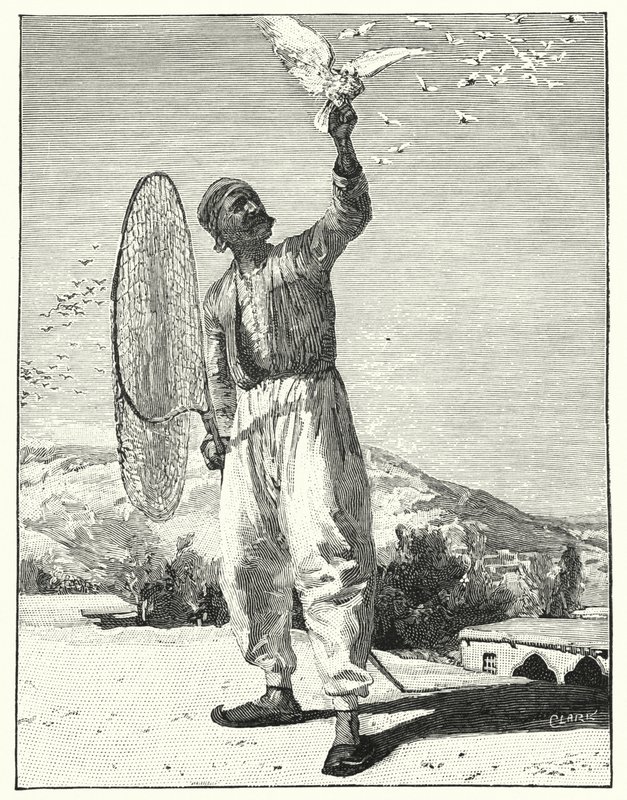 Pássaros de rapina no topo da casa no Leste (litho) de Henry Andrew Harper