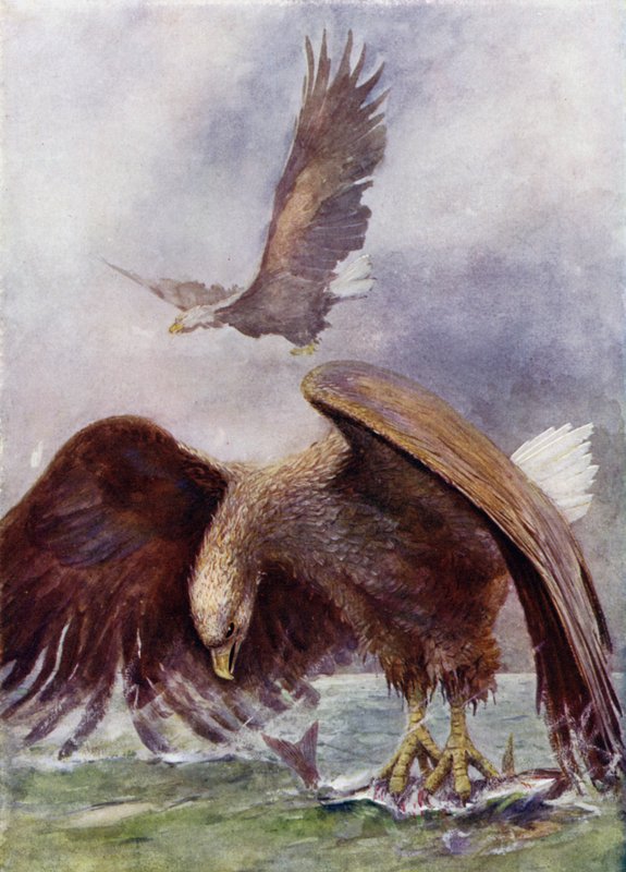 Uma pesca da águia de mar de Henry Charles Seppings Wright