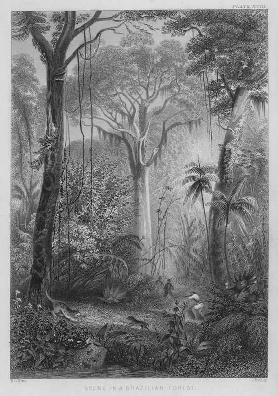 Cena em uma floresta brasileira (gravura colorida) de Henry George (after) Hine