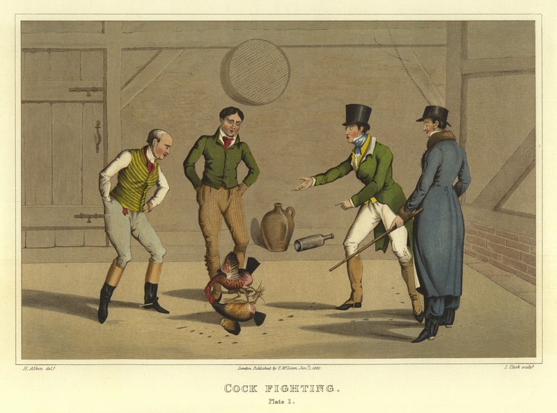 Galo Lutando (cromolitho) de Henry Thomas Alken
