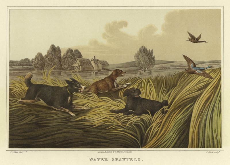 Spaniels de água (cromolitho) de Henry Thomas Alken