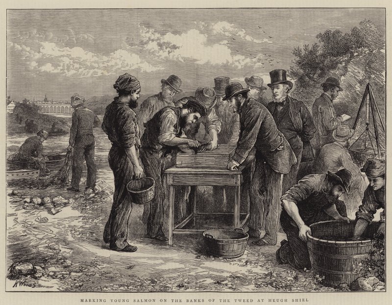 Marcando salmão jovem nas margens do Tweed em Heugh Shiel de Henry Woods