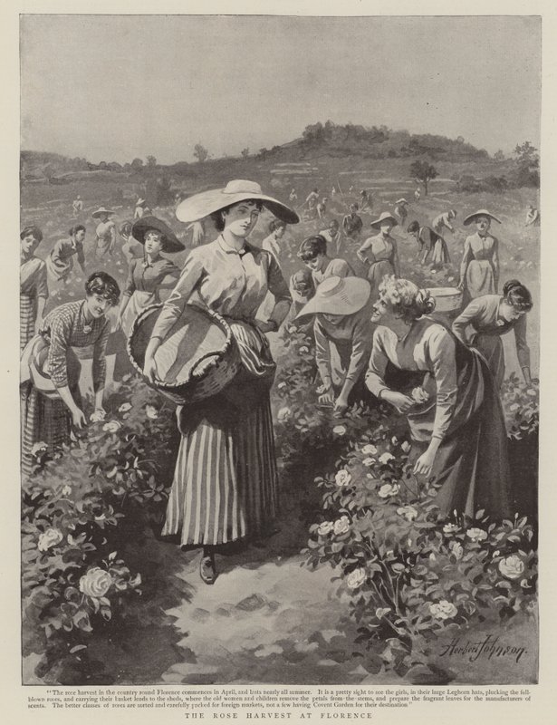 A colheita da rosa em Florença de Herbert Johnson