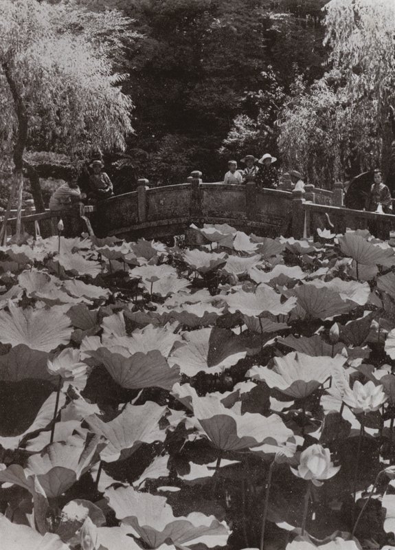 Um Lotus-Pond (foto a p/b) de Herbert Ponting