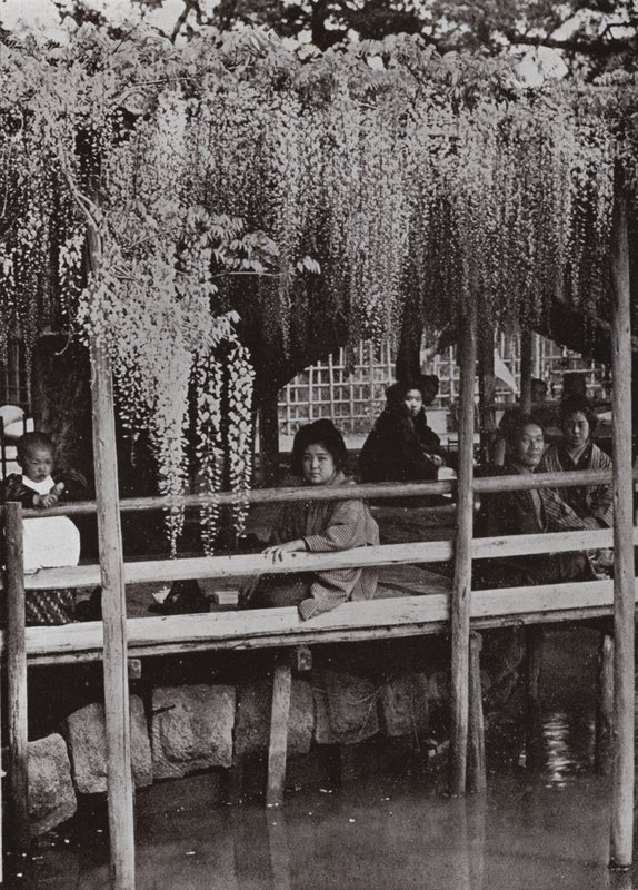 Uma Wistaria Arbour em Kameido (foto a p/b) de Herbert Ponting